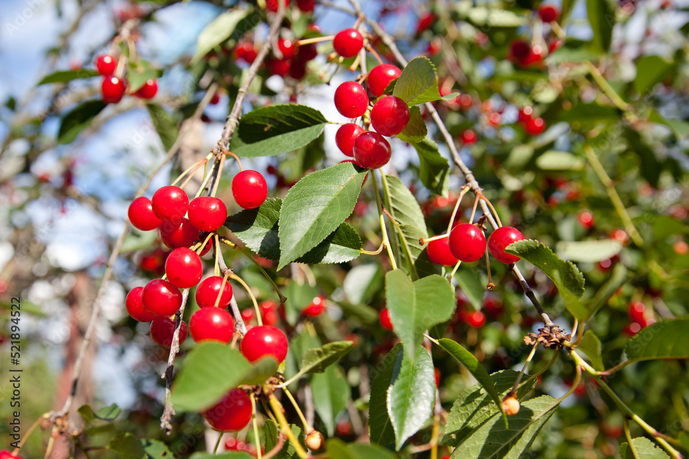 closeup of ripe dark red cherries hanging on cherry tree branch with blurred background
