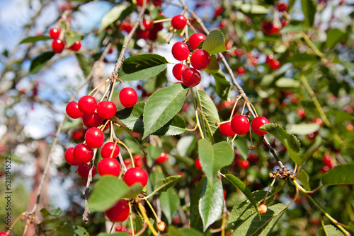 closeup of ripe dark red cherries hanging on cherry tree branch with blurred background