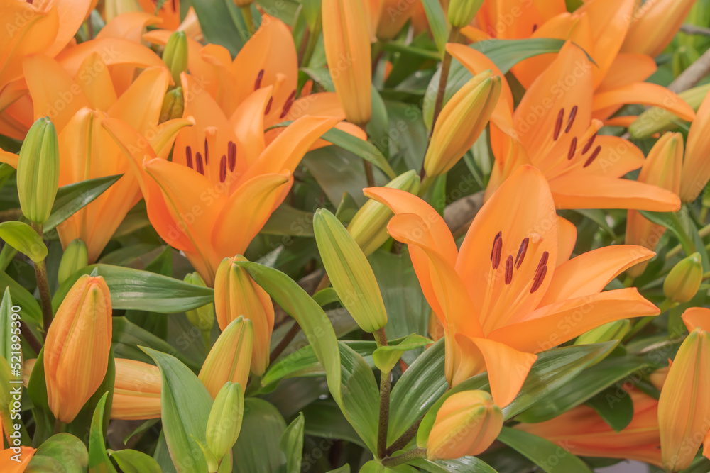 Colorful flowers blooming in spring in the famous Dutch tulip park. Taken in Keukenhof/Netherlands. Colorful flowers blooming in spring in the famous Dutch tulip park. Taken in Keukenhof/Netherlands.
