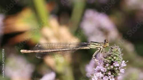 Gemeine Federlibelle ( Platycnemis pennipes) auf einer Minze photo