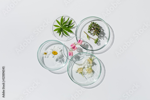 Petri dishes on white background.Natural medicine, cosmetic research, bioscience, organic skin care products. Top view, flat lay. Scientific laboratory glassware. Research and development Concept