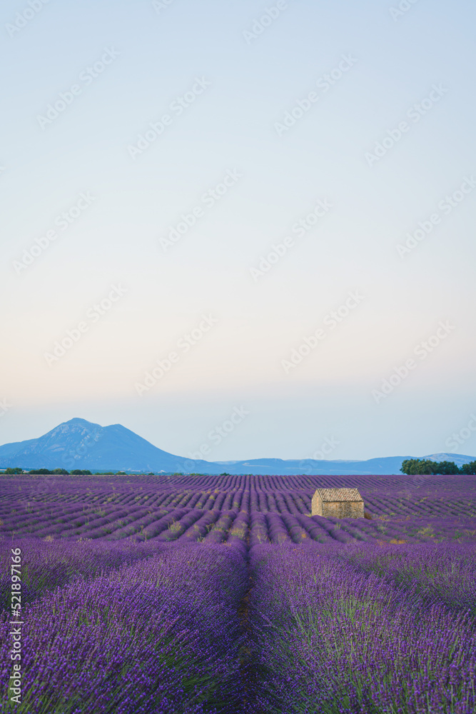 Lavender fields with a stone house at sunrise, summer in Valensole, Provence, France