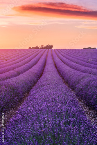 Lavender fields with a tree at sunset  summer in Provence  France
