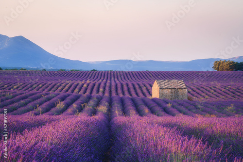 Lavender fields with a stone house at sunrise, summer in Valensole, Provence, France © Sen