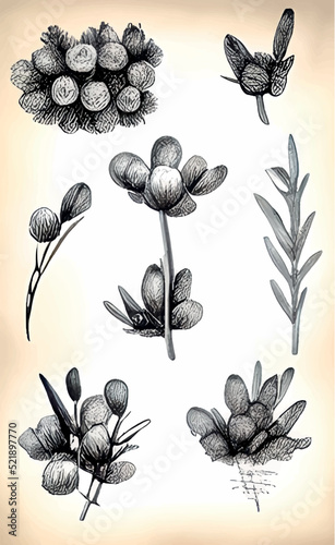 Blooming eucalyptus hand drawn vector illustrations set. Aromatic australian plant twigs with buds and flowers monochrome sketch drawings. Floral engravings with detailed leaves and realistic blossom.