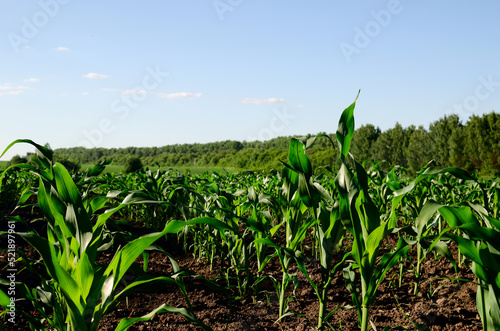 Corn field on the background of blue sky