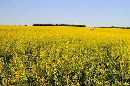 Blooming yellow canola flowers. Rapeseed field. A field of yellow flowers, background, summer landscape