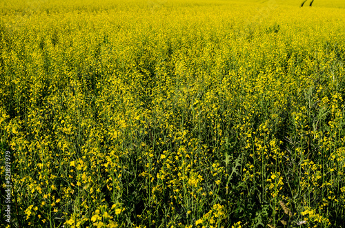 Blooming yellow canola flowers. Rapeseed field. A field of yellow flowers, background, summer landscape