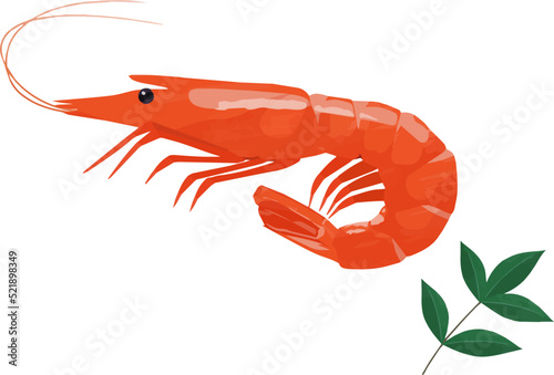 エビ _ベクターイラスト