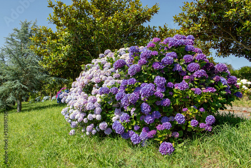 Dark purple and pale pink hydrangea macrophylla or hortensia flowers in the garden