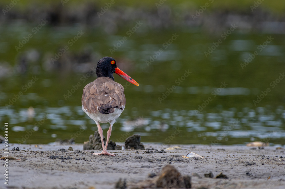 American Oystercatcher from Behind, Looking to Right American Oystercatcher from Behind, Looking to Right