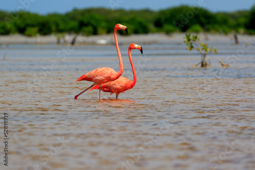 pink flamingo couple in the water