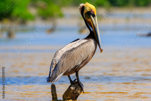 Pelican over a branch with water background