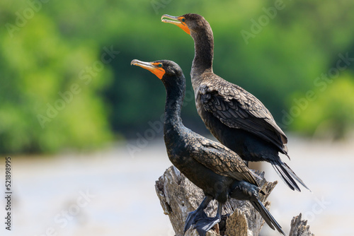 cormorants perched on a branch