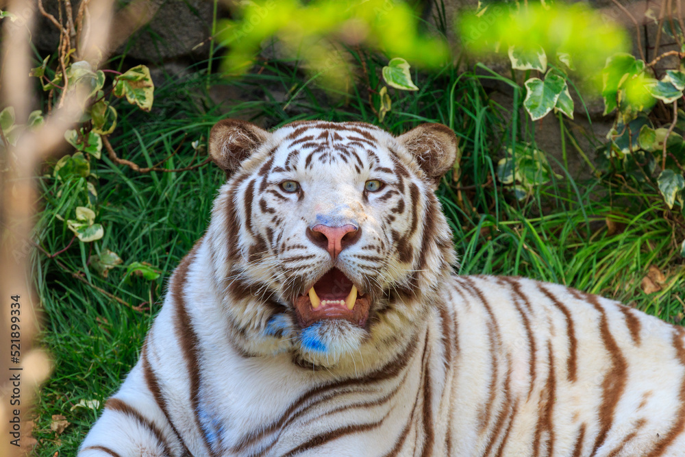 Naklejka premium White toger looking at camera