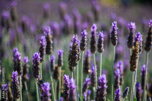 field of lavender