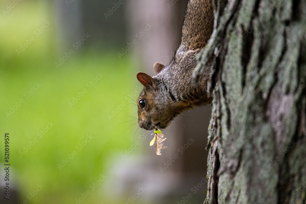 upside down squirrel collecting leaves for its nest on a tree upside down squirrel collecting leaves for its nest on a tree