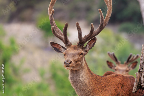 Male deer with big horn © JorgeArmando