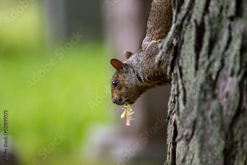 upside down squirrel collecting leaves for its nest on a tree  © Remy