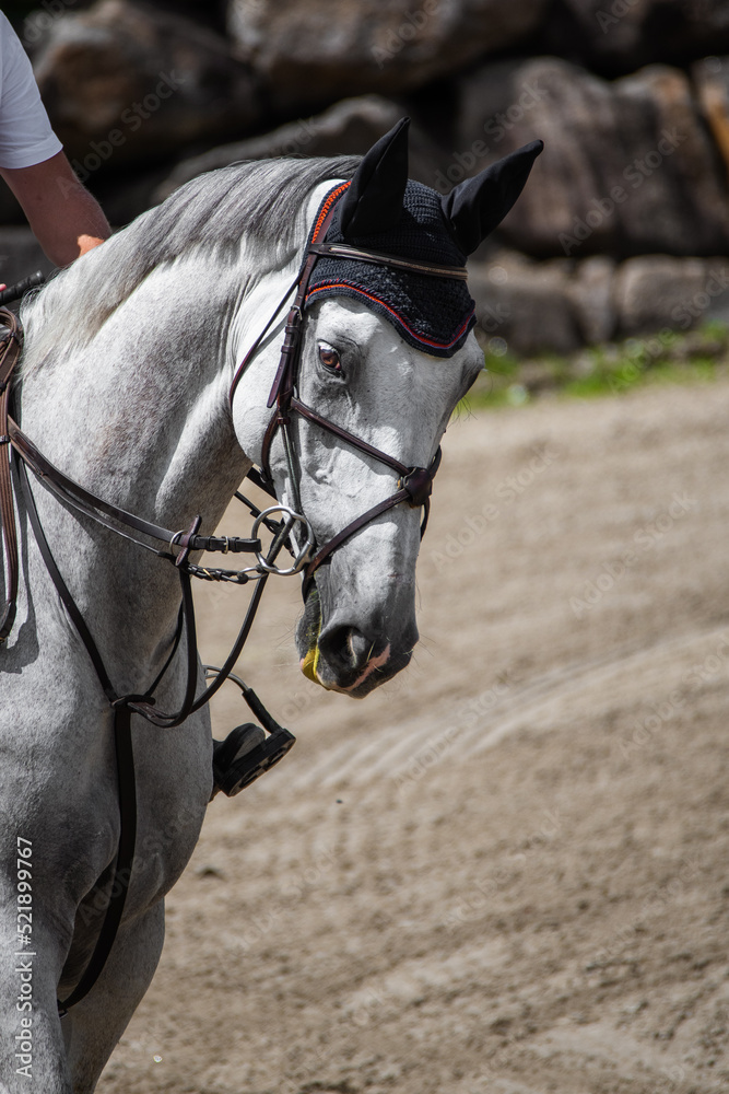 Fototapeta premium portrait of a jumping white horse