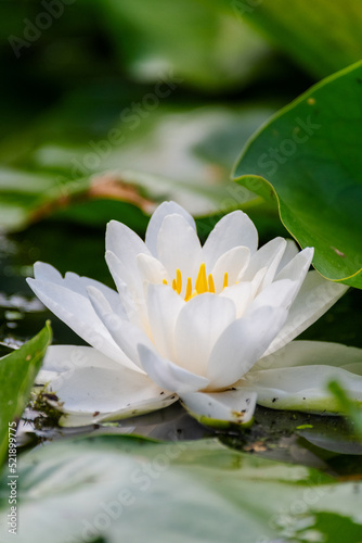 sideview of a white water lily