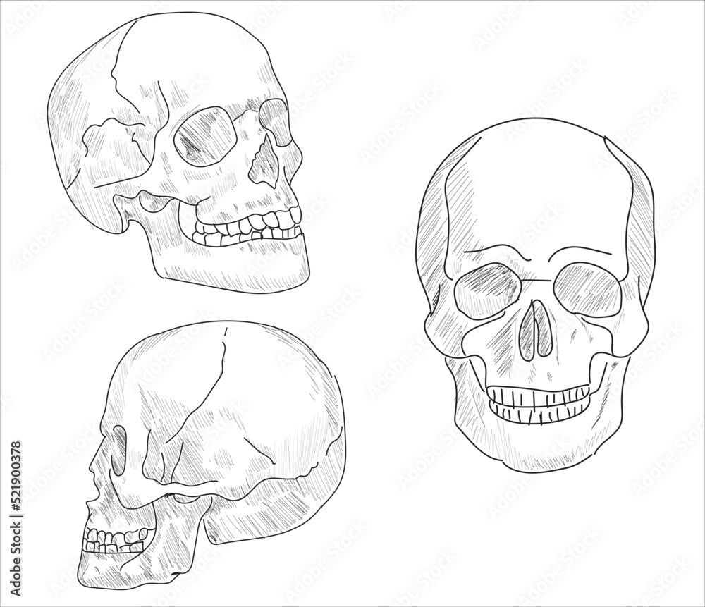 Human joints and body parts bone icons sketch Stock Vector Adobe Stock