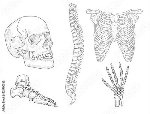 Human joints and body parts bone icons sketch