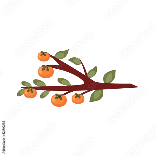 branch with oranges fruits