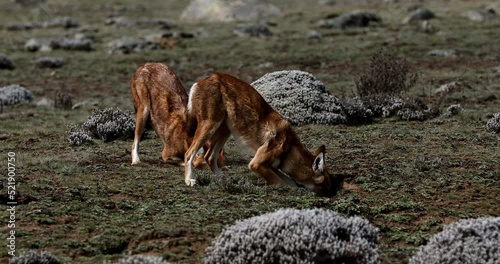 Hunting ethiopian wolf, Canis simensis, Ethiopia wildlife photo