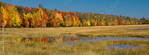 Maple trees in autumn, Upper Peninsula, Michigan, panoramic