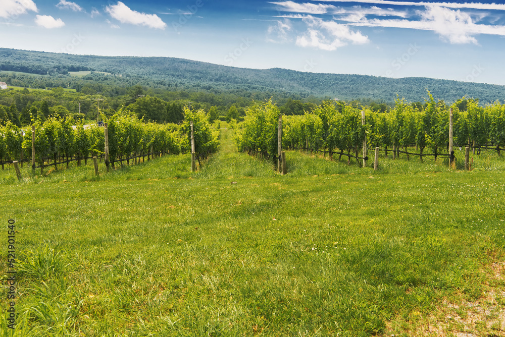 Virginia vineyards are juicy in the July sun.