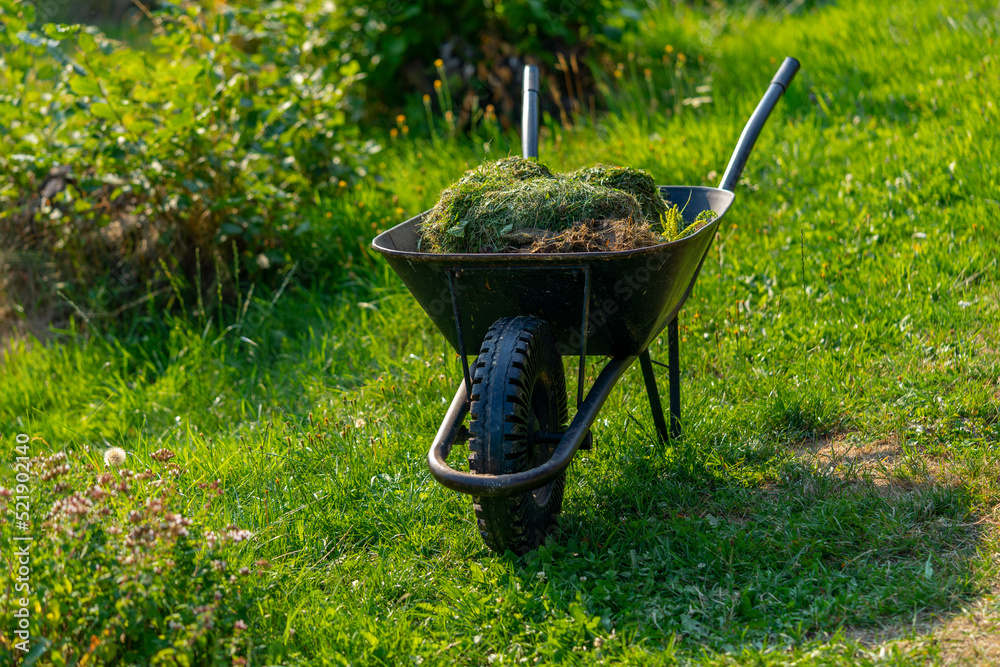 Gardening Tools - Wheelbarrow filled with leaves on green grass lawn in a farm garden, countryside, rural garden concept, care of grass, maintenance Gardening Tools - Wheelbarrow filled with leaves on green grass lawn in a farm garden, countryside, rural garden concept, care of grass, maintenance