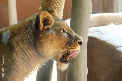 Closeup shot of a lioness from sideview licking its own lips in Zoo Granby