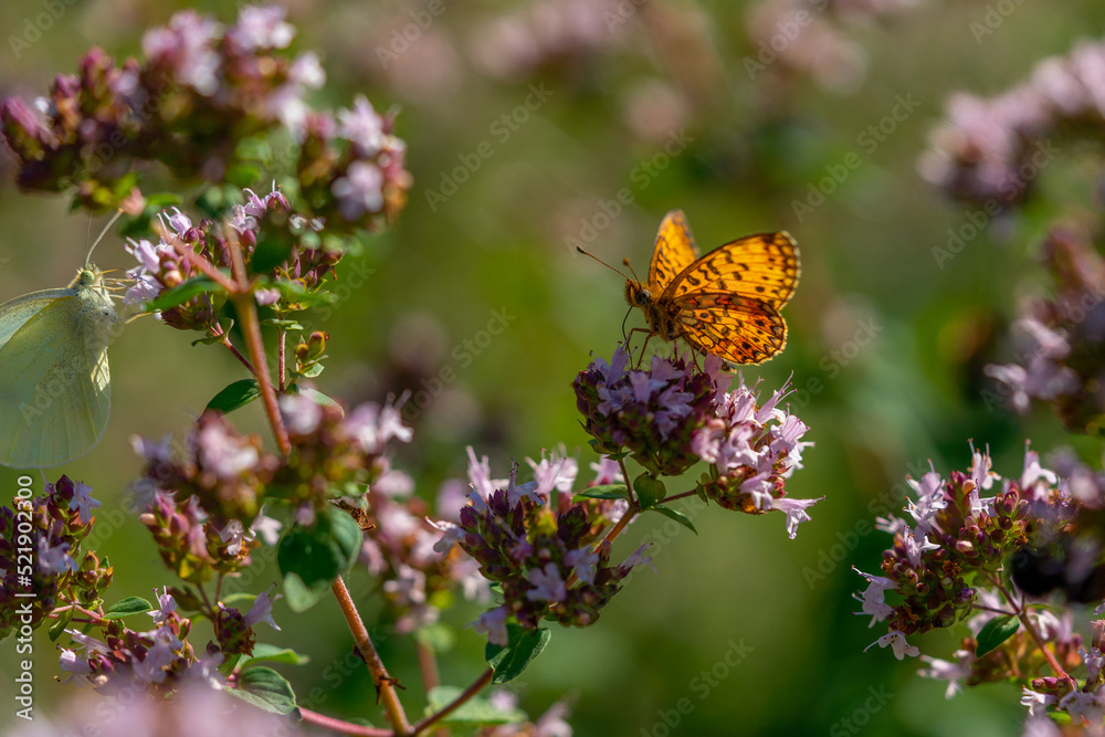 A wonderful Brenthis hecate butterfly sitting on a summer morning on a garden flower, endangered insect concept A wonderful Brenthis hecate butterfly sitting on a summer morning on a garden flower, endangered insect concept