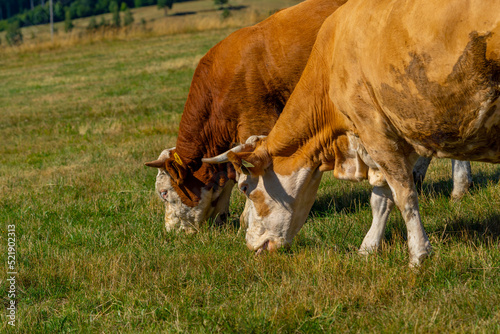 two white brown cows eating grass on a sumner green meadow, agriculture concept, countryside, Slovakia, Europe photo