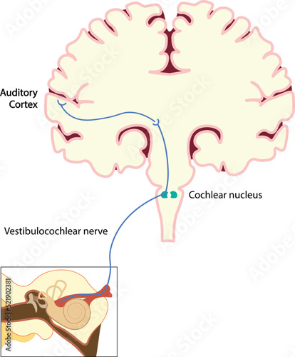 Auditory Pathway illustration. Cerebral and cochlear illustration of auditory pathway