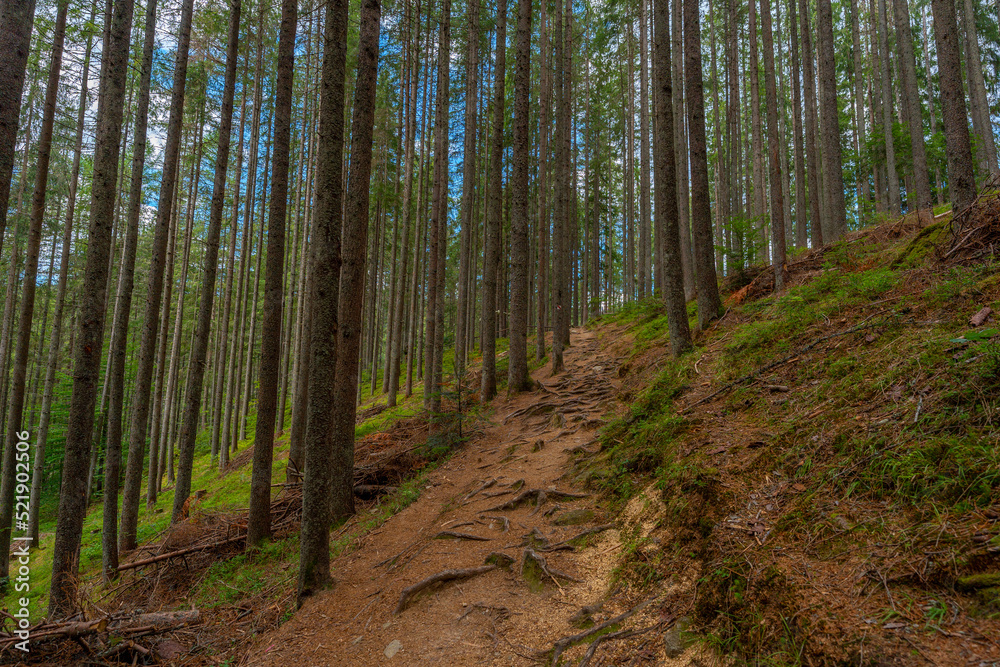 Naklejka premium fairy wood in the morning, dirt road in a sunny green forest.
