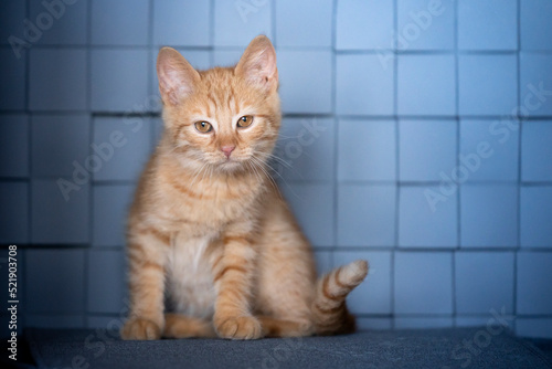 Portret rudego, małego kociaka
