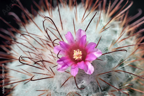 Cactus Mammillaria bombycina blooms with pink flower on dark background. Close up of small pink flower between spines