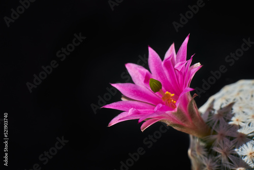 Cactus Mammillaria herrerae blooms with pink flower on dark background. Green small Ñactus with beautiful flower, selective focus photo