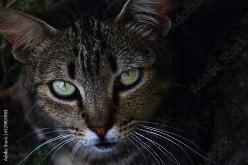 olhar do gato © Daniel