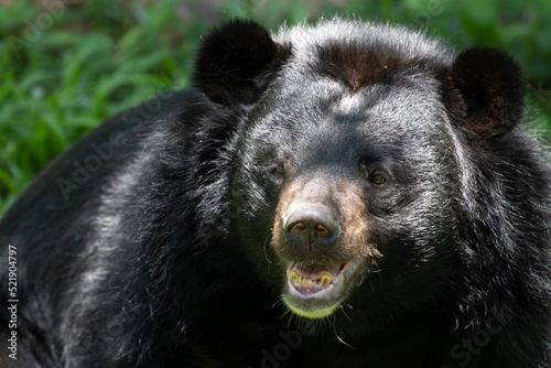 Close up Asiatic Black Bear