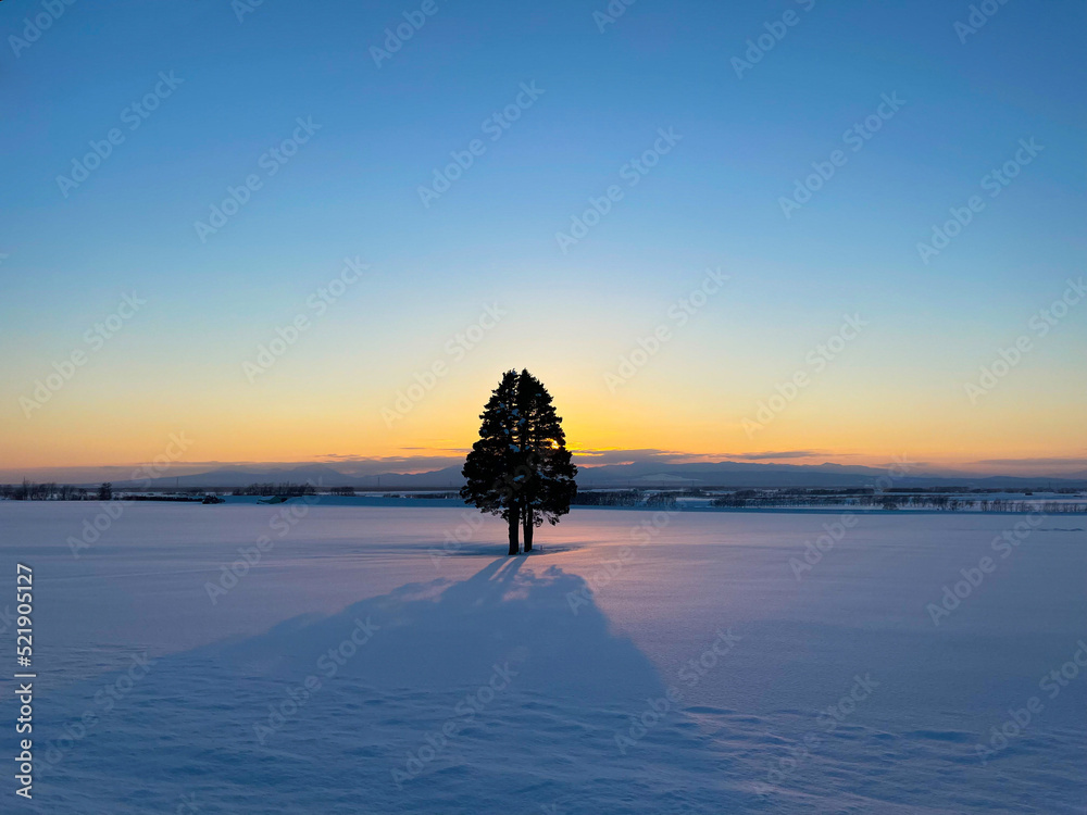 Snow fields and trees at sunset