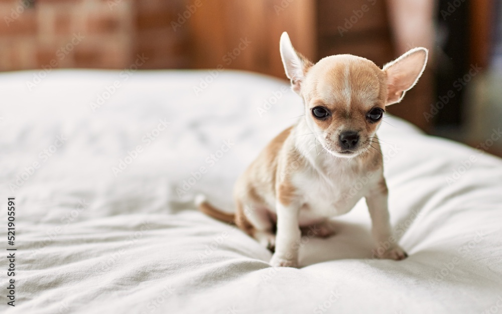 Beautiful small chihuahua puppy standing on the bed curious and happy, healthy cute babby dog at home