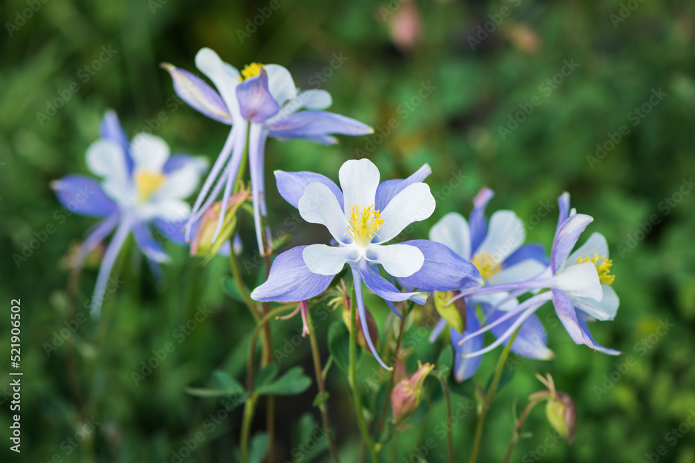 Blue columbines blooming near Crested Butte, Colorado in July Blue columbines blooming near Crested Butte, Colorado in July
