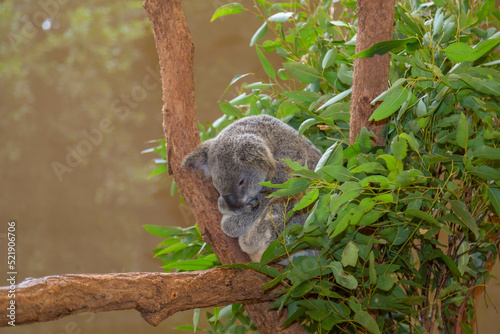 Koalas from Lone Pine Koala sanctuary in Brisbane photo