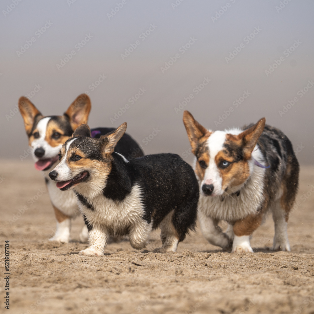 corgis on the beach