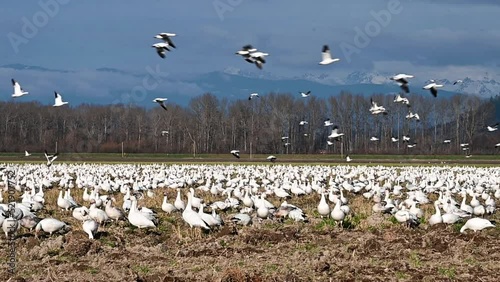 Large numbers of Snow Geese feeding in a grain field and flying around at sunset, Skagit County, Washington State, USA
