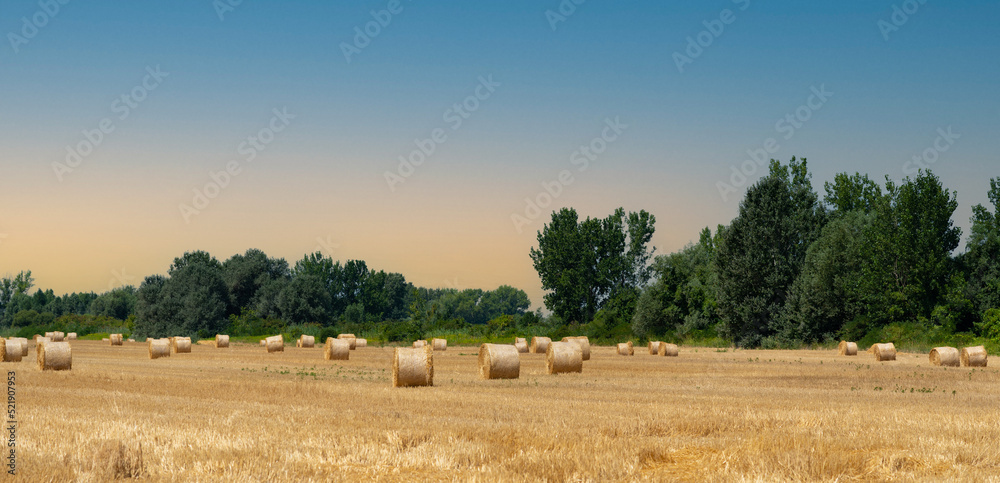 Stacks of golden hay after harvesting a field of wheat