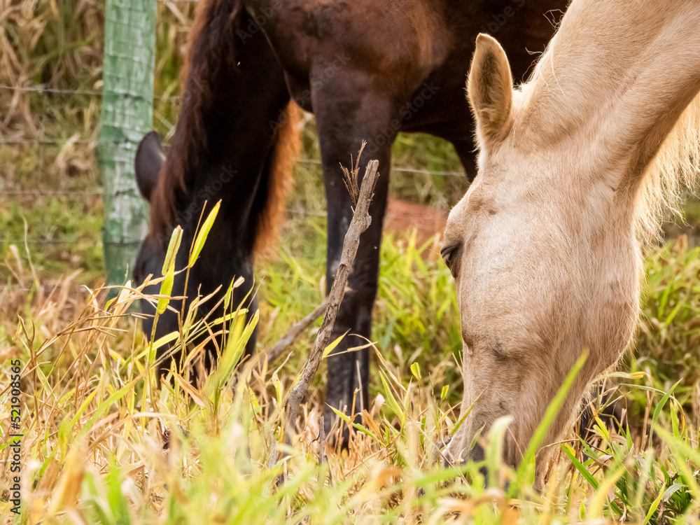 Two horses grazing - one brown, one golden. Close up of the heads and grass. 
